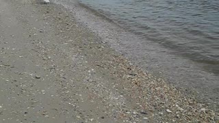 Seagull Saved From Fishing Line