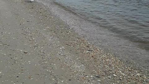 Seagull Saved From Fishing Line