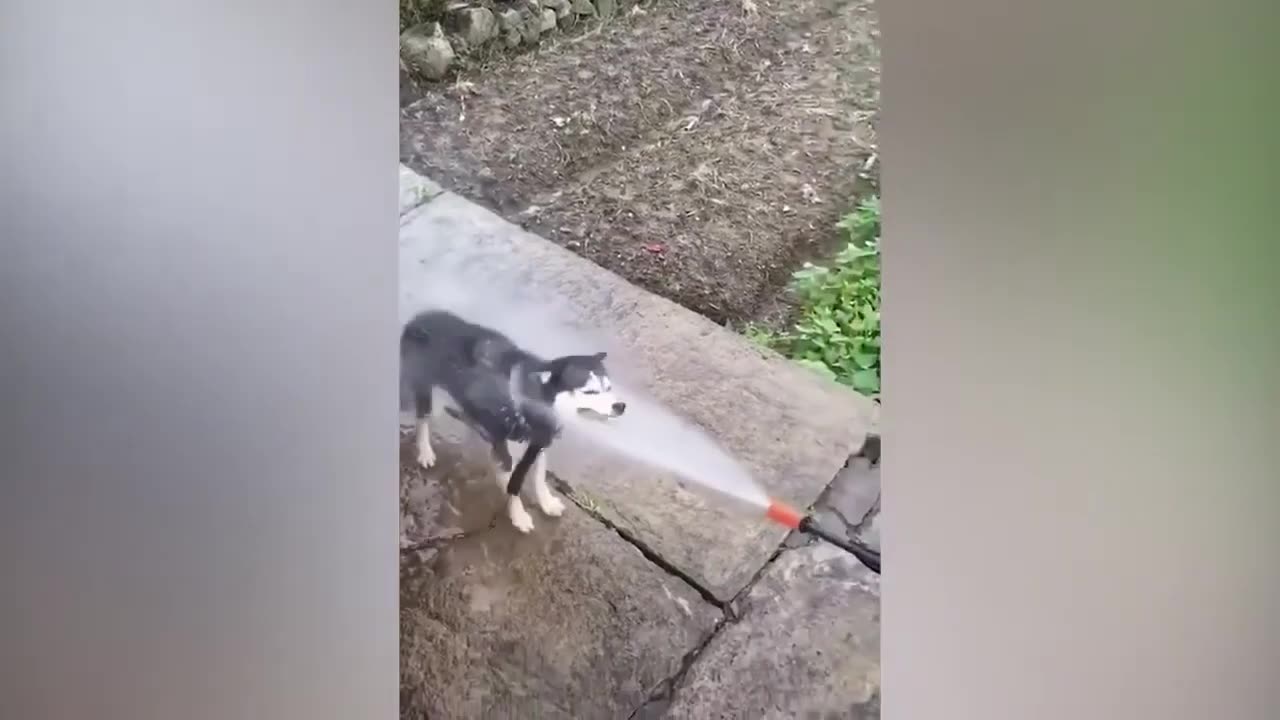 Funny animal video