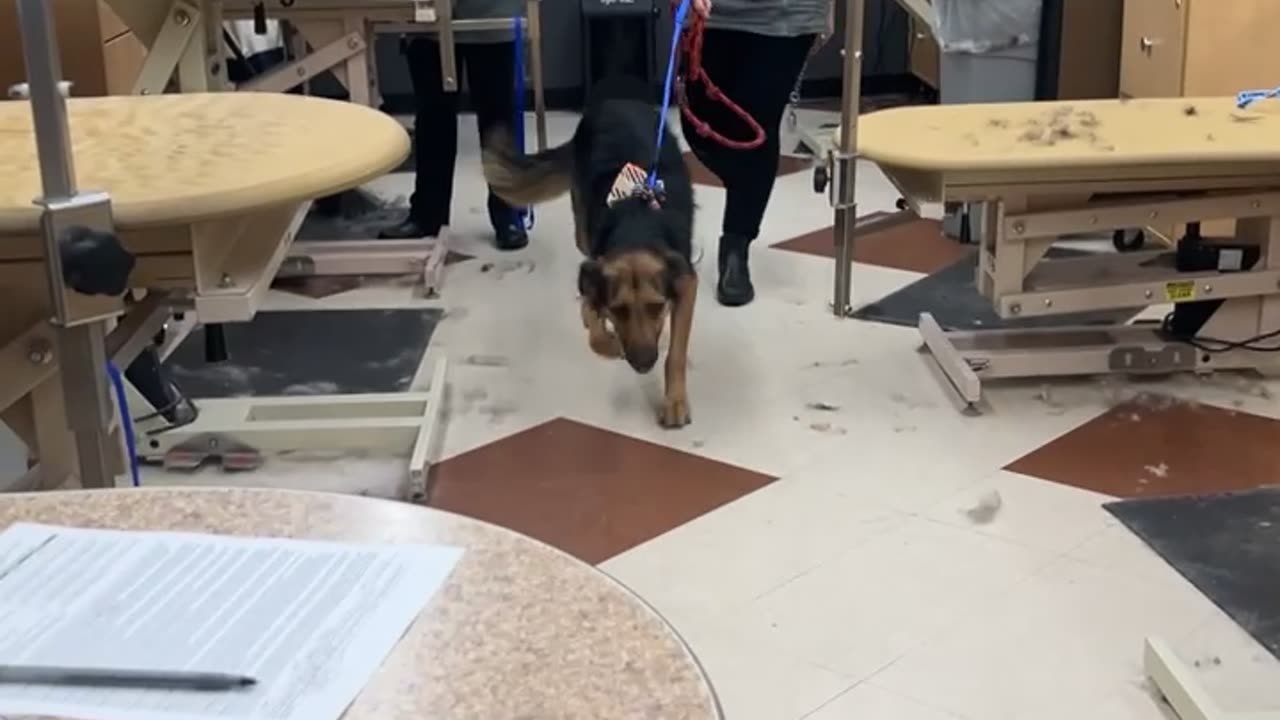 This Dog Is Very Ready To Go Home