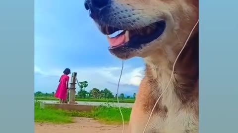 The dog is listening to music