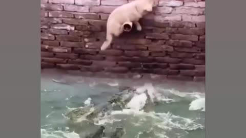 Dog lover