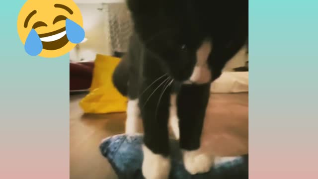 Cutest funny cat is playing with a fish 😂 try not to laugh - you must be watch