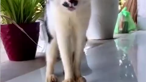 Funny animal clips part 1 #viral