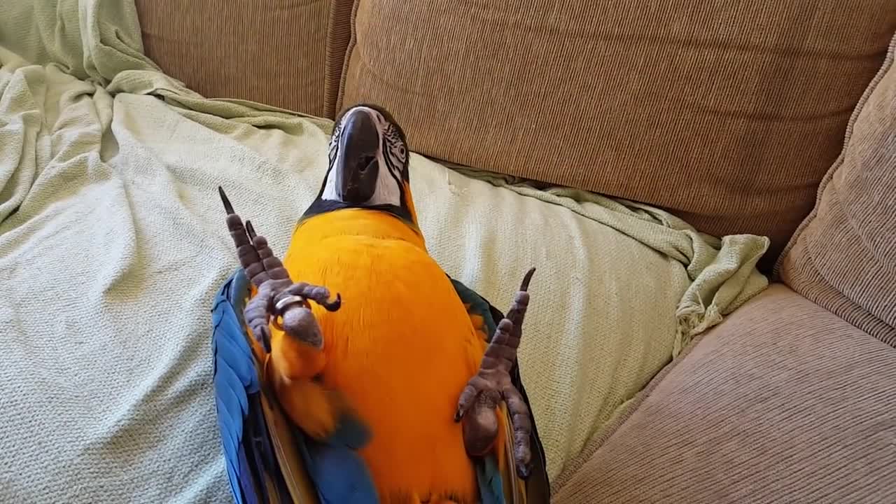 messy macaw