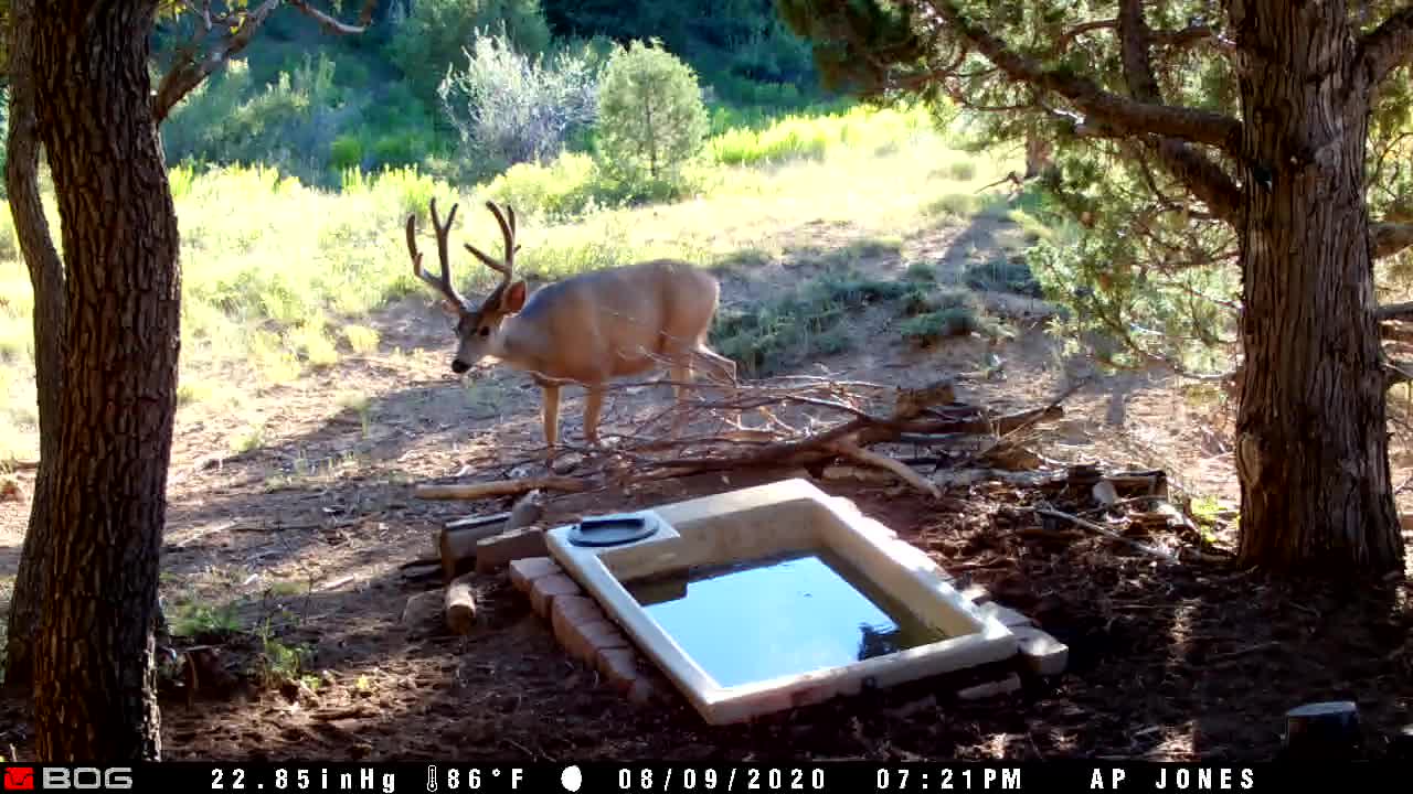 Mule deer buck coming to water catchment