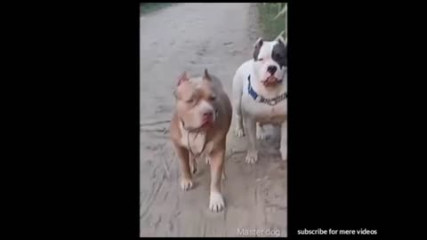 @Master dog pitbulldog exercise Pitbull dog swag Pitbull muscle Pitbull feat Americans dogs