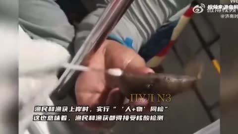 Cina test PCR sui pesci