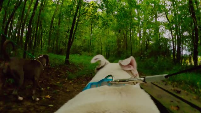 GoPro Camera On My Dog