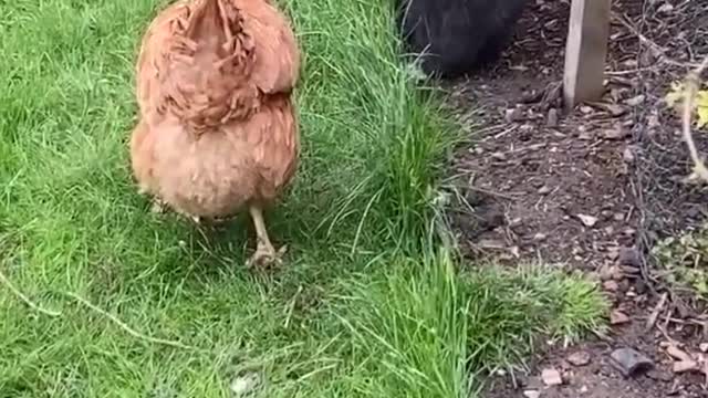 Chicken Chases Playful Kitten