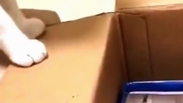 funny animals 2021 try not to lough 2