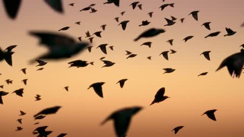 the lake, when the swan spread wide wings