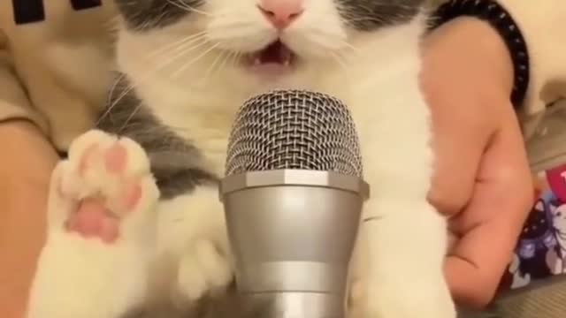 Funny cat sound