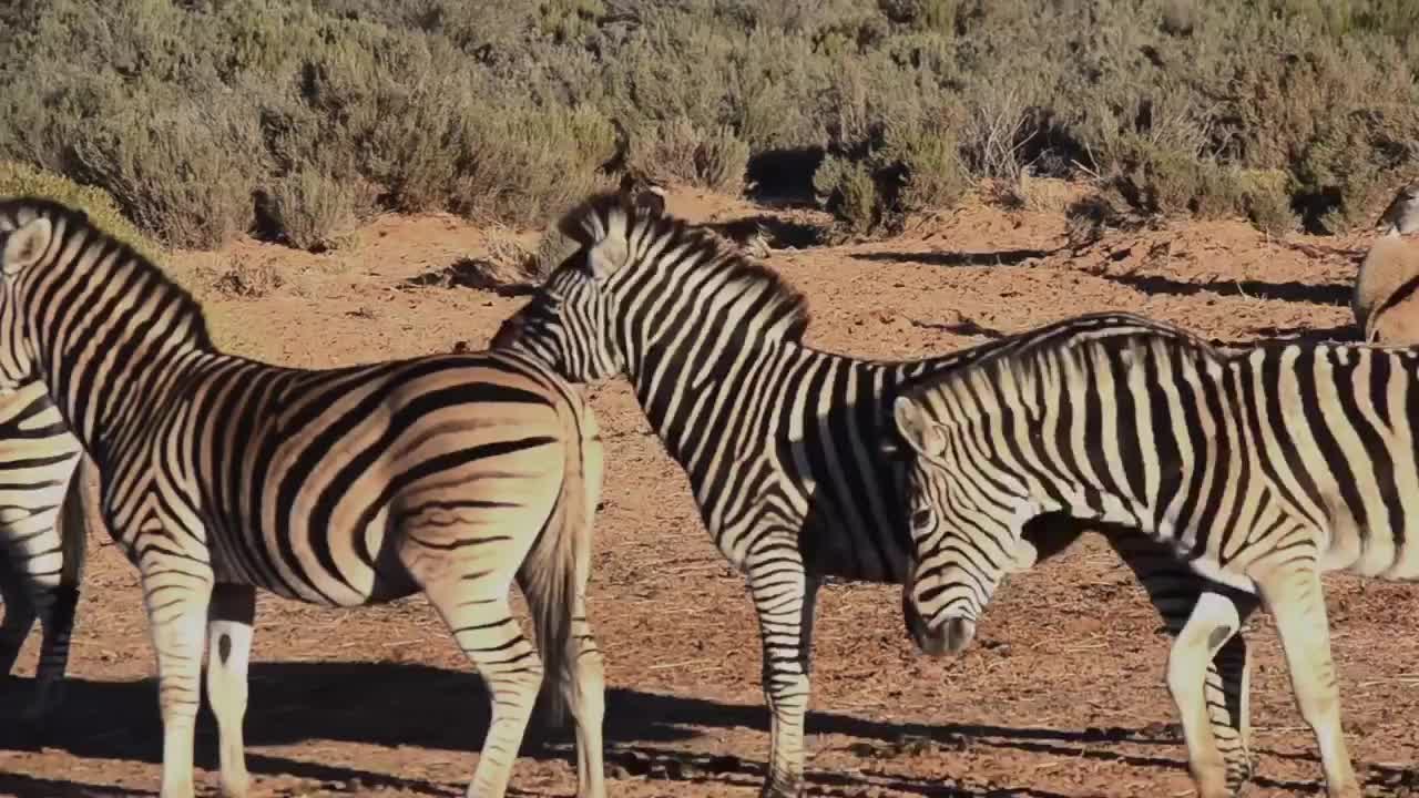 Zebra 🦓 Time