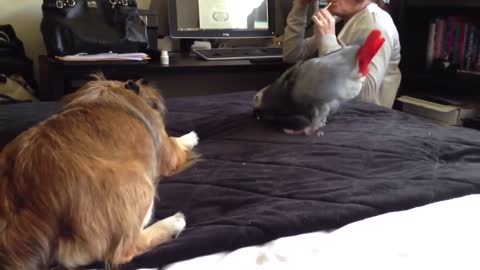 Indian Parrot plays with dog without fear it's funny