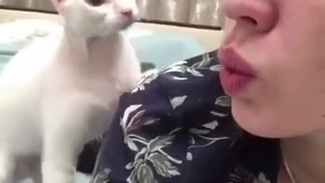 cute cat expression with its owner