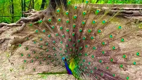 Peacock dance