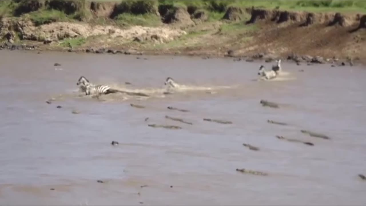 Group of crocodile takedown zebra while crossing the river