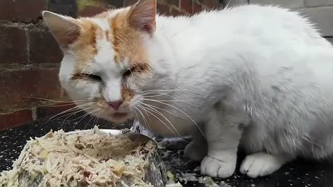 Two Hungry Stray Cats In My Yard