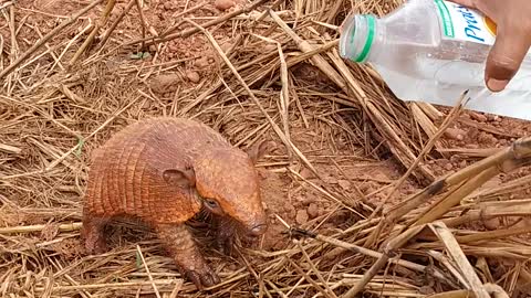 Thirsty Armadillo