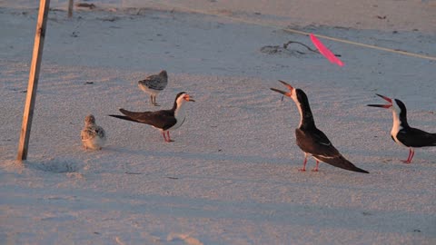 Fearless Mom Protects Her Babies