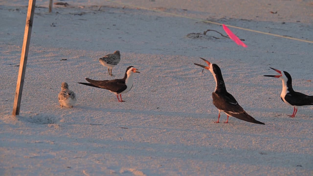 Fearless Mom Protects Her Babies