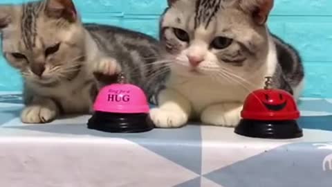 Look at the challenge that these cute cats have to be able to get a snack