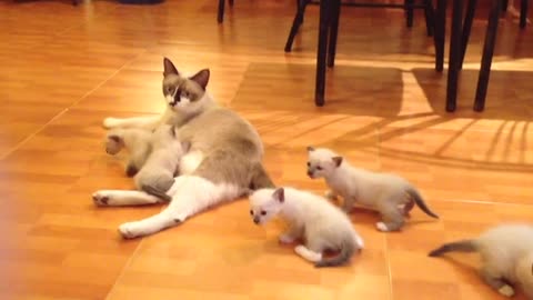 A cat is breastfeeding his baby