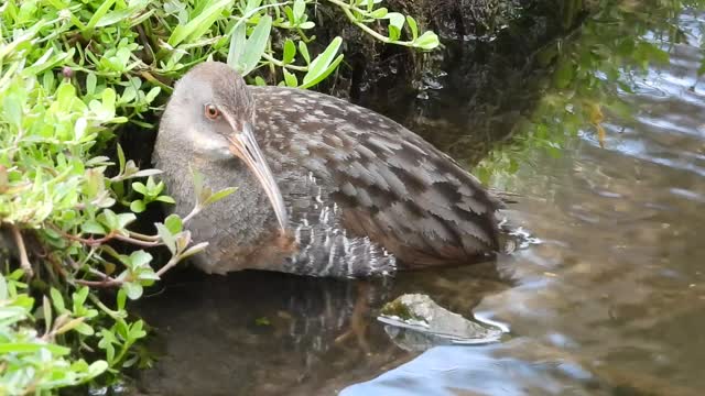 A Strange New Visitor in the Pond... #NatureInYourFace