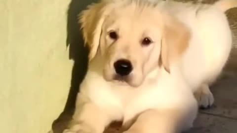 Cute dog 🐕🐕| funny dog video|