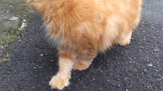 Beautiful ginger cat