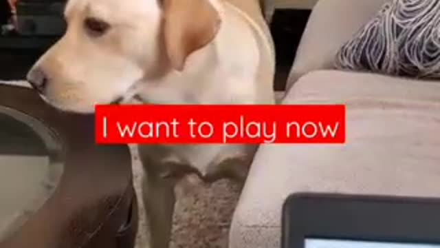 Amazing Dog Training Short Video # Funny Video #Short vIdeos #🐩🐩🐩🐕🐕