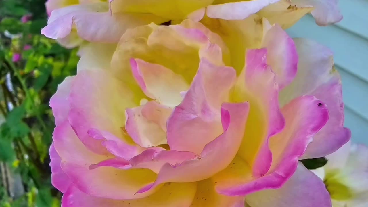 Getting Funky With Flowers From Petunia