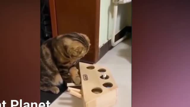 Cute Cat Video # 18