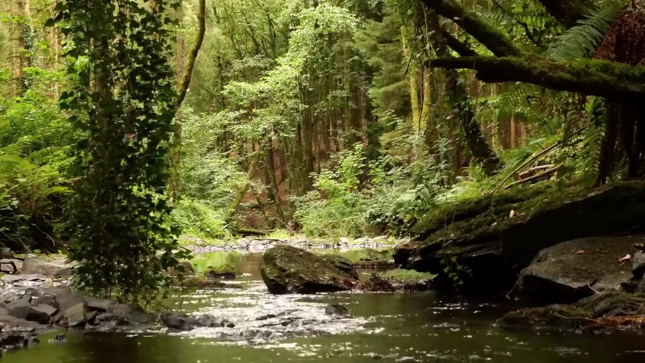 Birds chirping in the forest- sounds of nature