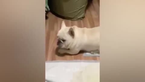 You laugh you lose 🤣 funny cats and dogs 2023