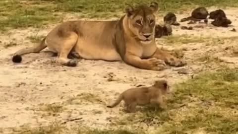 Baby Lion Roars - Lion Cub Roaring