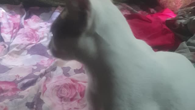 Cat's Playing Game