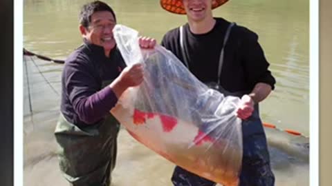 Harvesting the koi fish