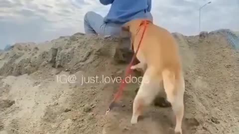 funny dog video