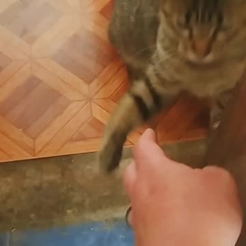 Zico, el gatito juguetón (15/08/2024)