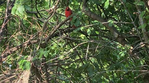 Cardinal stop and go 7