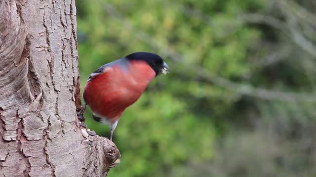 The Eurasian bullfinch