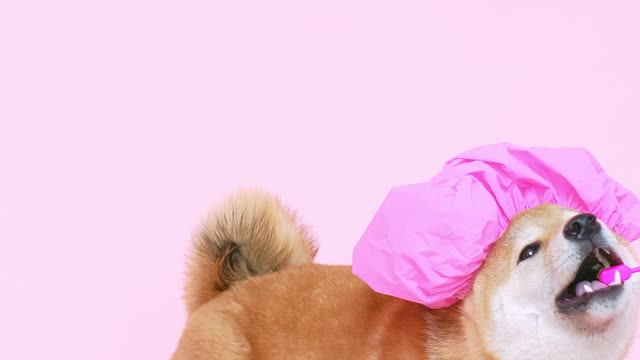 Cute Dog With a Shower Cap and Biting a Toothbrush