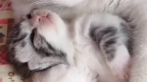 Cuteness of cats