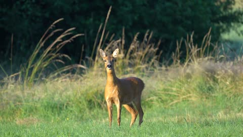 Animal Roe Deer Nature Wild Hirsch In Forest