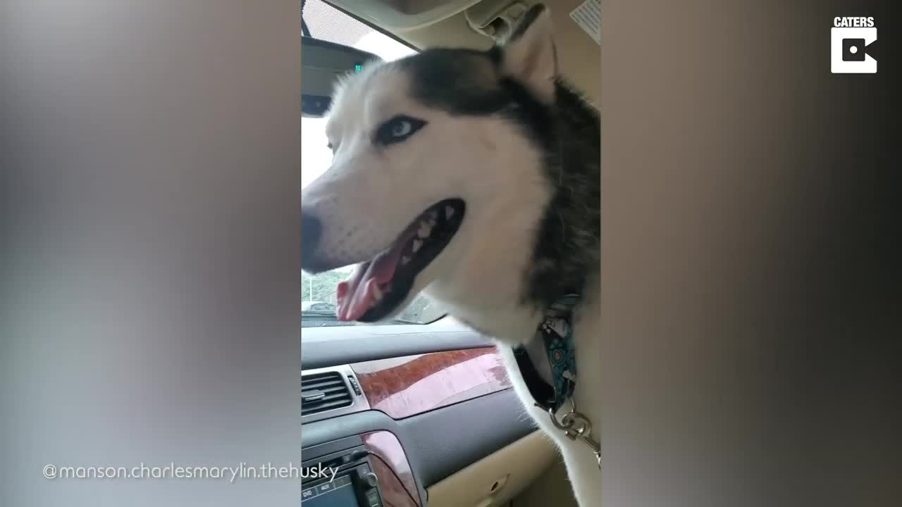 Dog eats ice cream from CAR