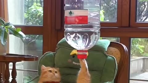 Cats funny stunts