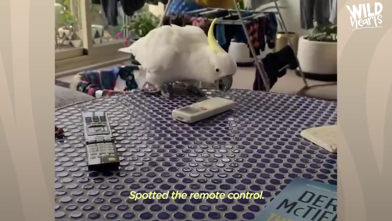 This Wild Cockatoo Does This To His Favorite Person Every Day | The Dodo Wild Hearts