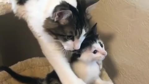 The cat protects her kitten